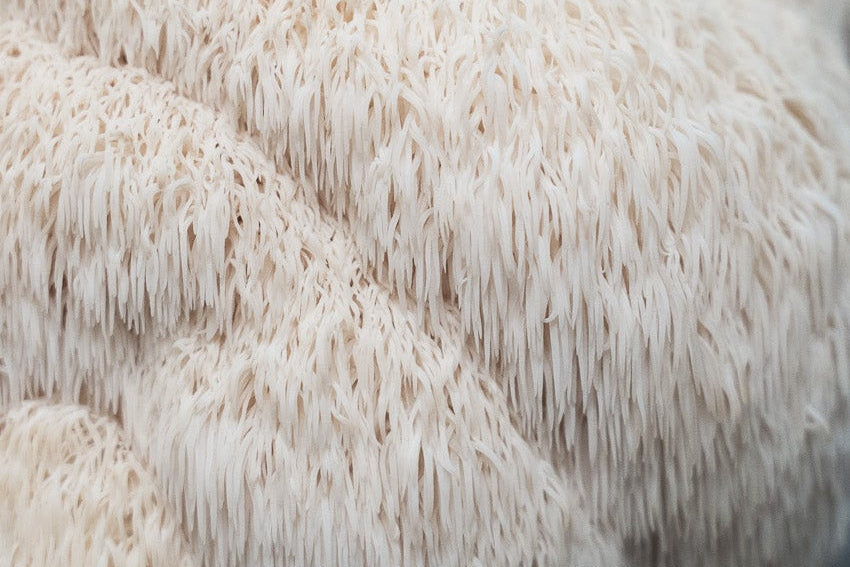 Funkciolane čokolade Combo paket