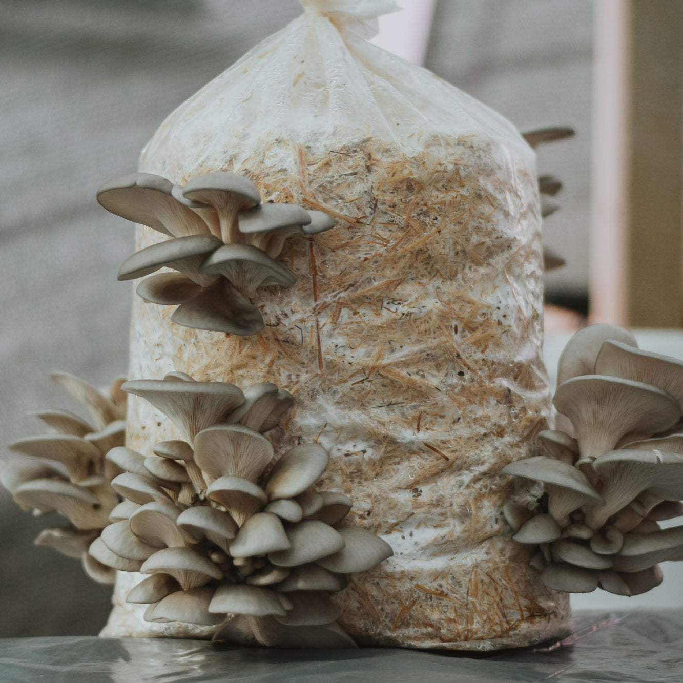 Delavnica gojenja ostrigarjev na slami 26.9.