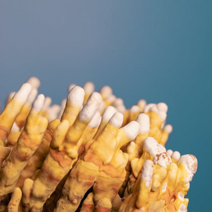 Funkciolane čokolade Combo paket