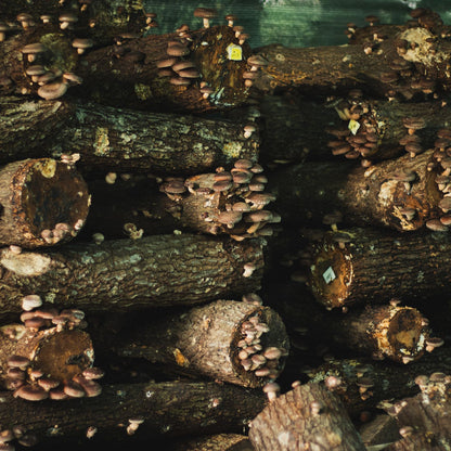 Čepki za gojenje gob